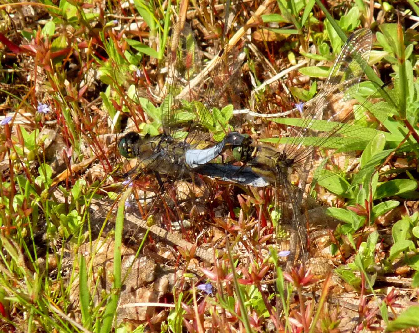 Accoppiamento di Ortethrum (caerulescens?)